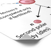 Poster Oogenesis (Coin)