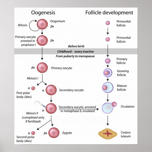 Poster Oogenesis (Devant)