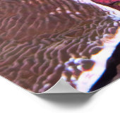 Poster Ooing Octopus (Coin)