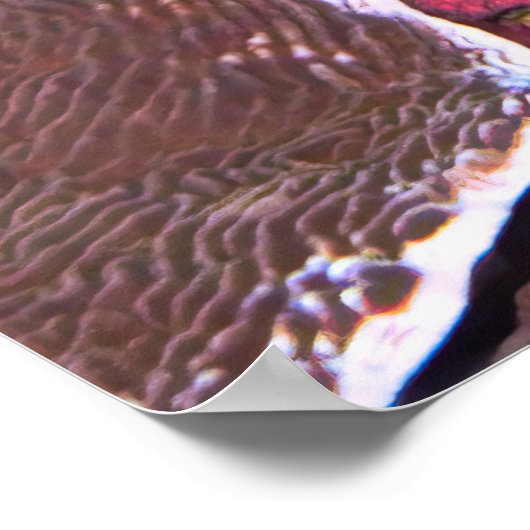 Poster Ooing Octopus (Coin)