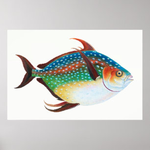 Poster Opah, illustration de poisson, Edward Donovan,