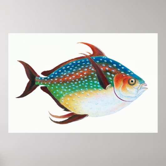 Poster Opah, illustration de poisson, Edward Donovan, (Devant)