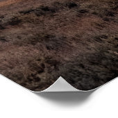 Poster Open Prairie Grand Teton (Coin)