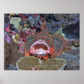 Poster Open Wide (Devant)