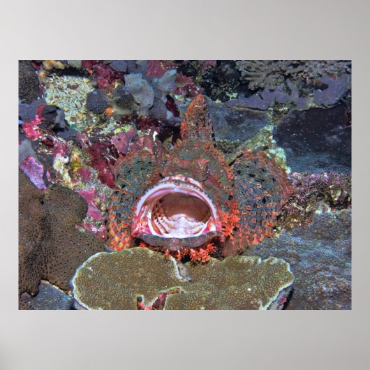 Poster Open Wide (Devant)