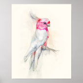 Poster Opera Cockatoo (Devant)