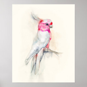 Poster Opera Cockatoo