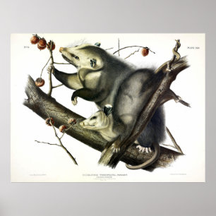 Poster Opossum de Virginie (Didelphis Virginiana) par Aud