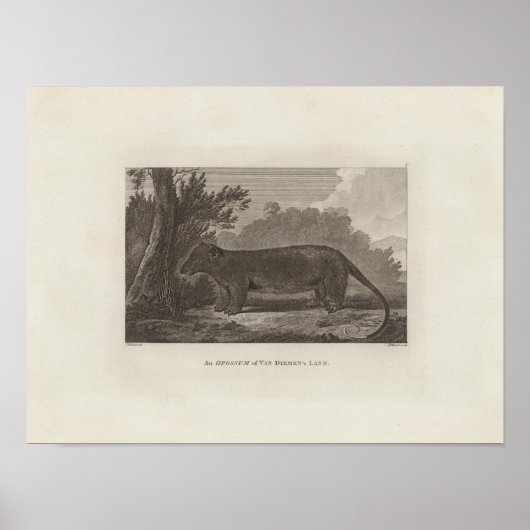 Poster Opossum, le pays de Van Diemen, Tasmanie (Devant)