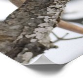 Poster Opossum Love (Coin)