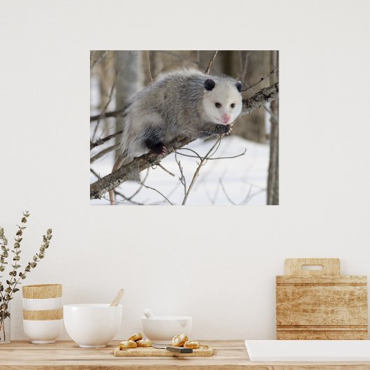Poster Opossum Love (Cuisine)