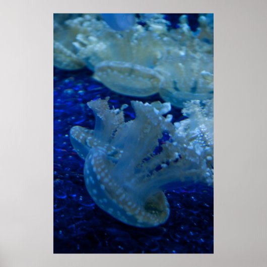 poster "Opside Down Jellyfish" (Voorkant)
