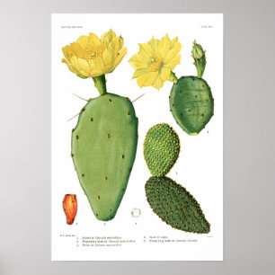 Poster Opuntia