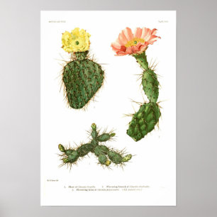 Poster Opuntia