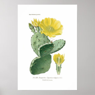 Poster Opuntia vulgaris