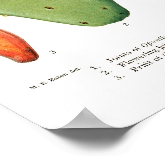 Poster Opuntias (Coin)