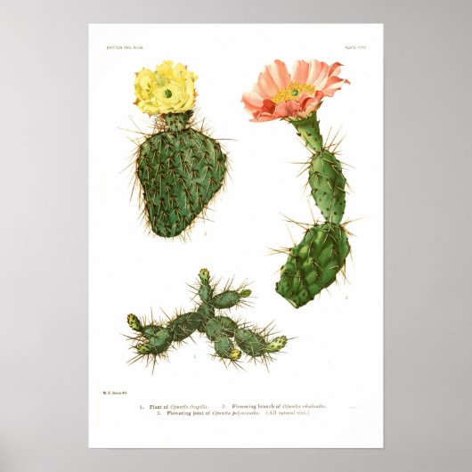 Poster Opuntias (Devant)