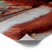 Poster orang-outan de Bornéo (Coin)