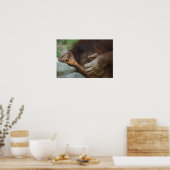 Poster Orang-outan de Sumatra, Pongo pygmaeus (Cuisine)