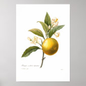 Poster Orange (Devant)