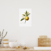 Poster Orange (Cuisine)