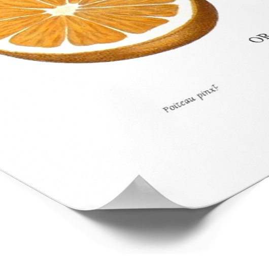 Poster Orange (Coin)