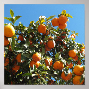 Poster orange, agrume, fruit, frais, tranche, nourriture,