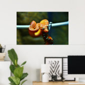 Poster Orange Ball Python (Bureau à domicile)