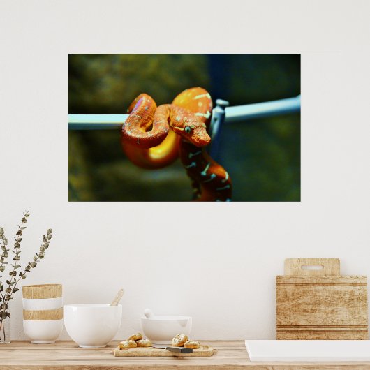 Poster Orange Ball Python (Cuisine)