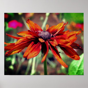 Poster Orange Black Eyed Susan Flower gros