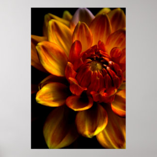 Poster Orange Bloom