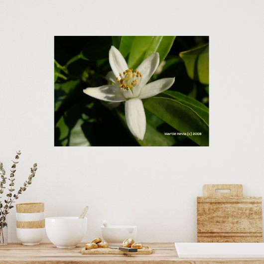 Poster Orange Blossom (Cuisine)