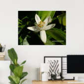 Poster Orange Blossom (Bureau à domicile)