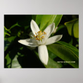 Poster Orange Blossom (Devant)