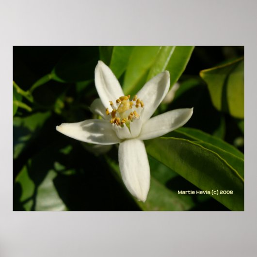 Poster Orange Blossom (Devant)