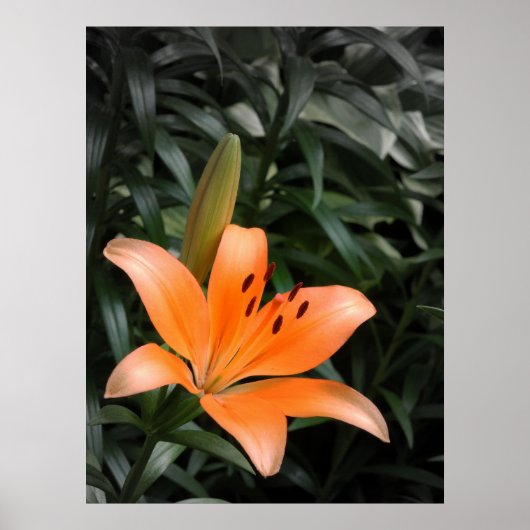 Poster Orange Burst (Devant)