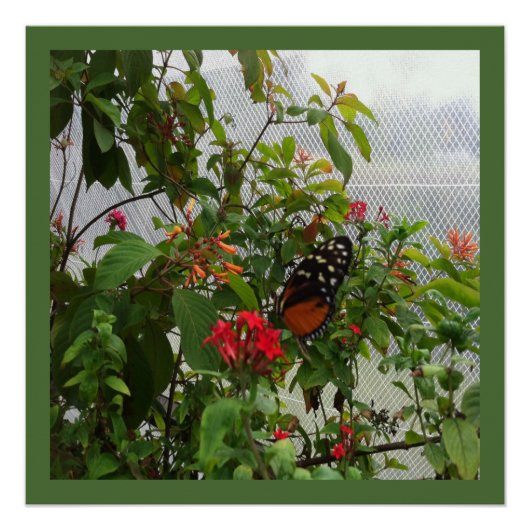 POSTER ORANGE BUTTERFLY (Devant)