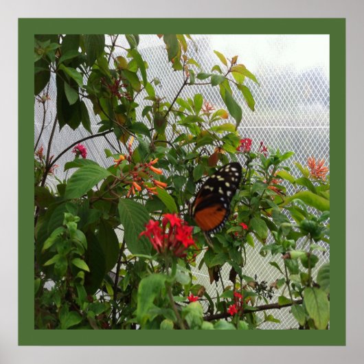 POSTER ORANGE BUTTERFLY (Devant)
