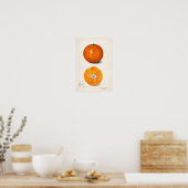 Poster Orange (Citrus Sinensis) par Amanda Almira Newton (Cuisine)