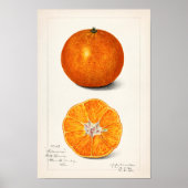 Poster Orange (Citrus Sinensis) par Amanda Almira Newton (Devant)