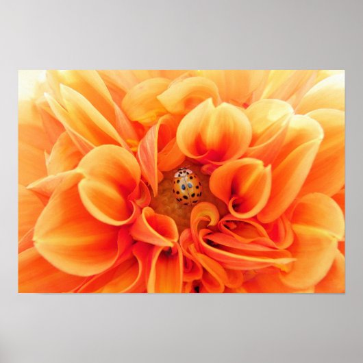 Poster Orange Dahlia et Ladybug (Devant)