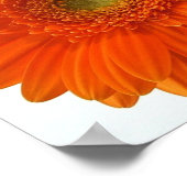 Poster Orange Daisy (Coin)