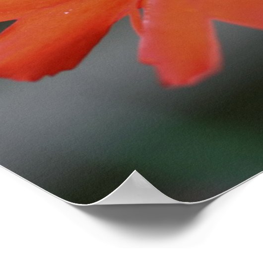 Poster Orange Daisy Flower Close (Coin)