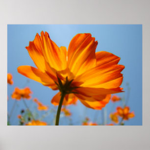 Poster Orange Daisy Flowers Floral Art Prints Daisies