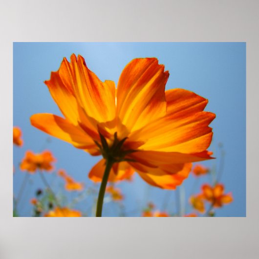 Poster Orange Daisy Flowers Floral Art Prints Daisies (Devant)