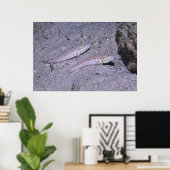 Poster Orange Dash Goby Pair (Bureau à domicile)