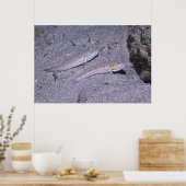 Poster Orange Dash Goby Pair (Cuisine)