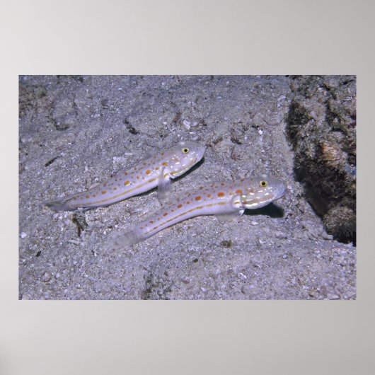 Poster Orange Dash Goby Pair (Devant)