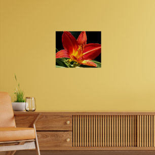 Poster Orange Daylily Bloom Floral
