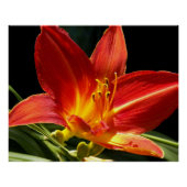 Poster Orange Daylily Bloom Photo Glossy (Devant)